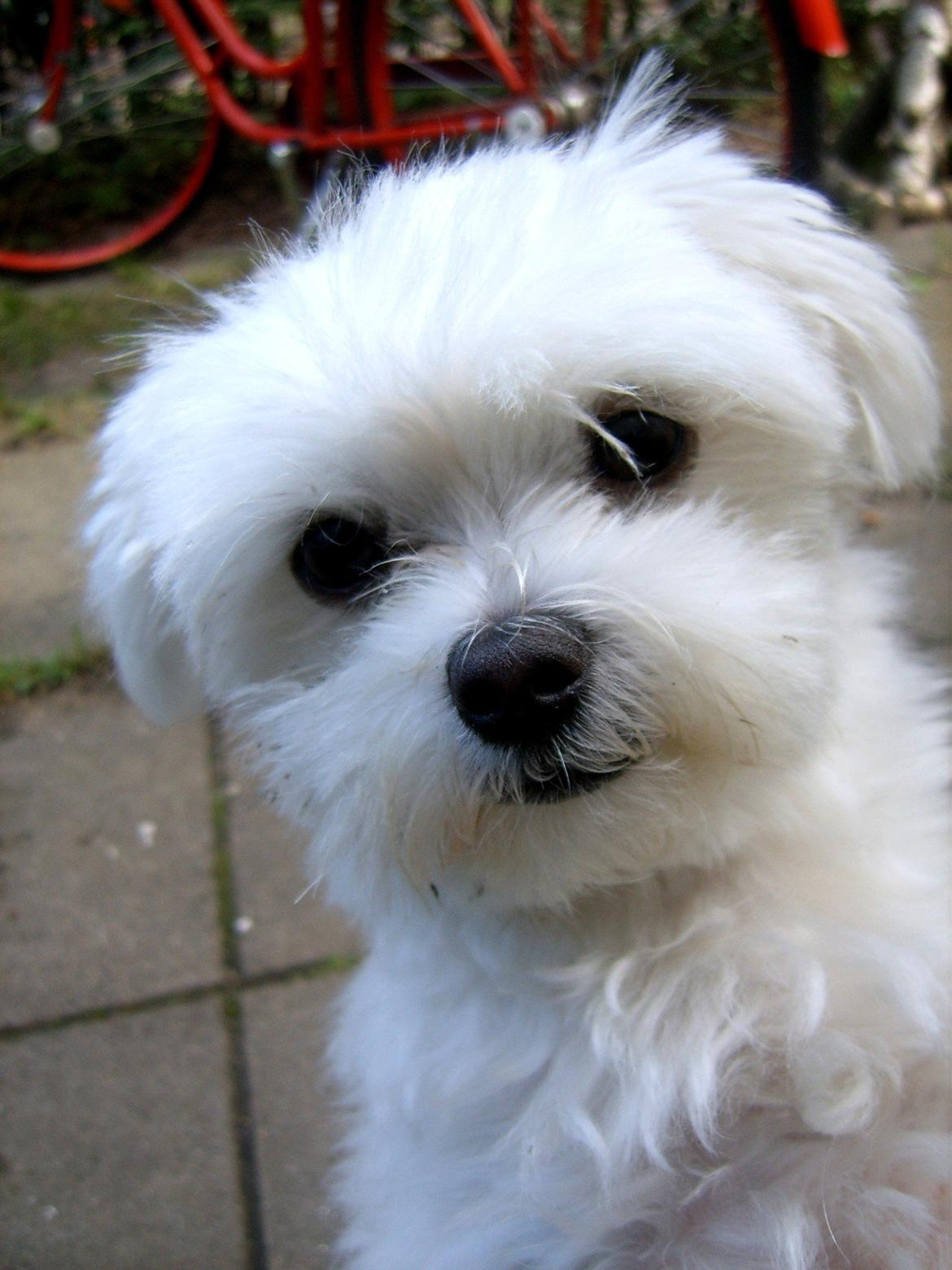 Malteser Cleo (15,5 år) - Smukke Cleo 1,5 år billede 35