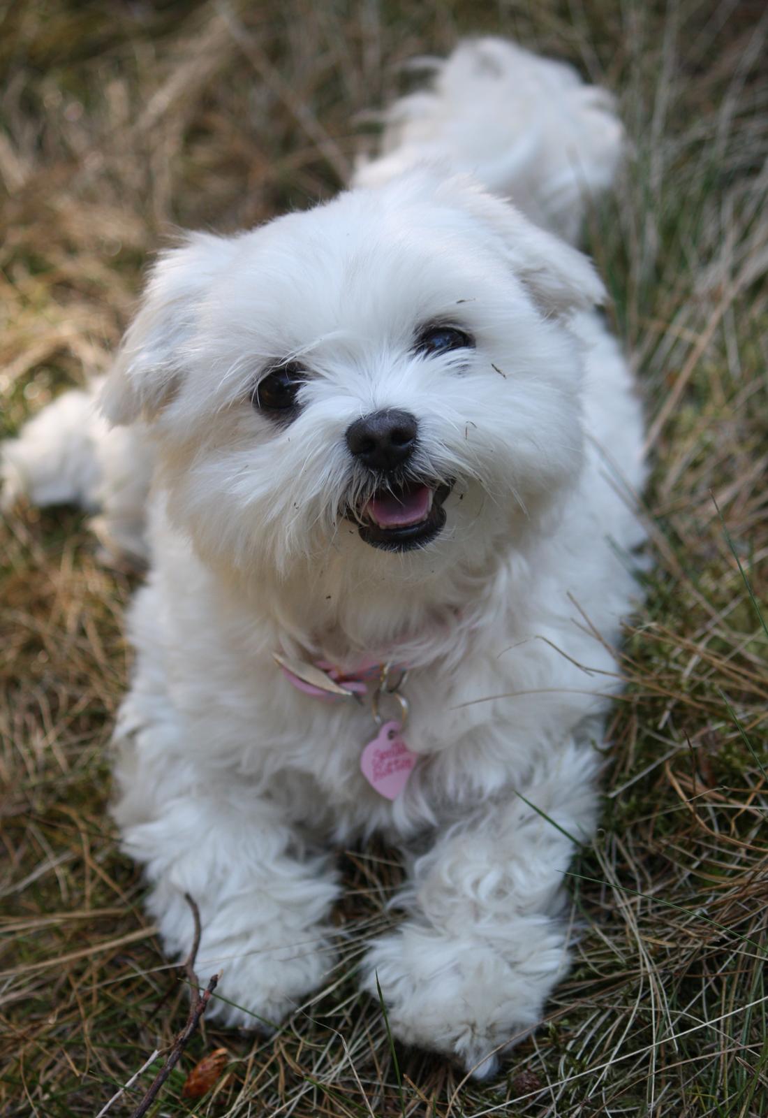 Malteser Cleo (15,5 år) - Cleo på vandretur i skoven - 4 år gammel billede 39