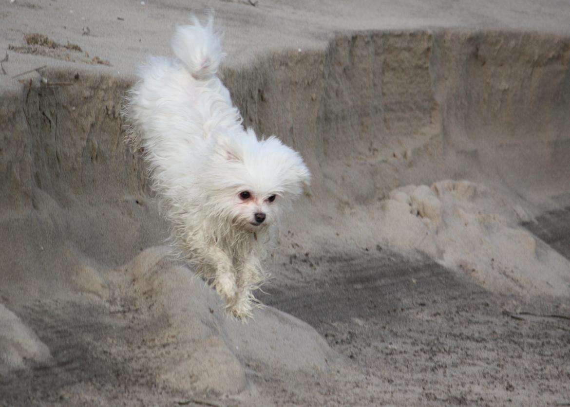 Malteser Cleo (15,5 år) - Cleo i fuld fart på stranden mellem Hulsig og Ålbæk - 2 år gammel billede 40