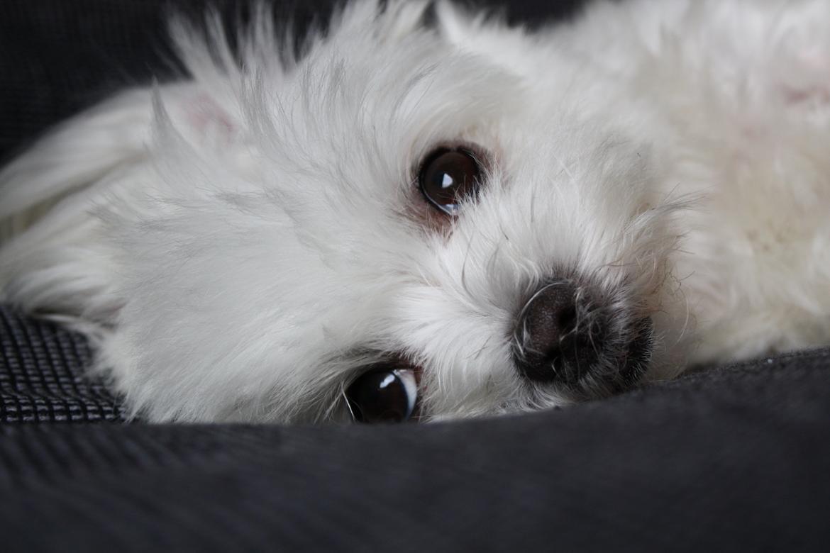 Malteser Cleo (15,5 år) - Cleo slapper af på sofaen  billede 36