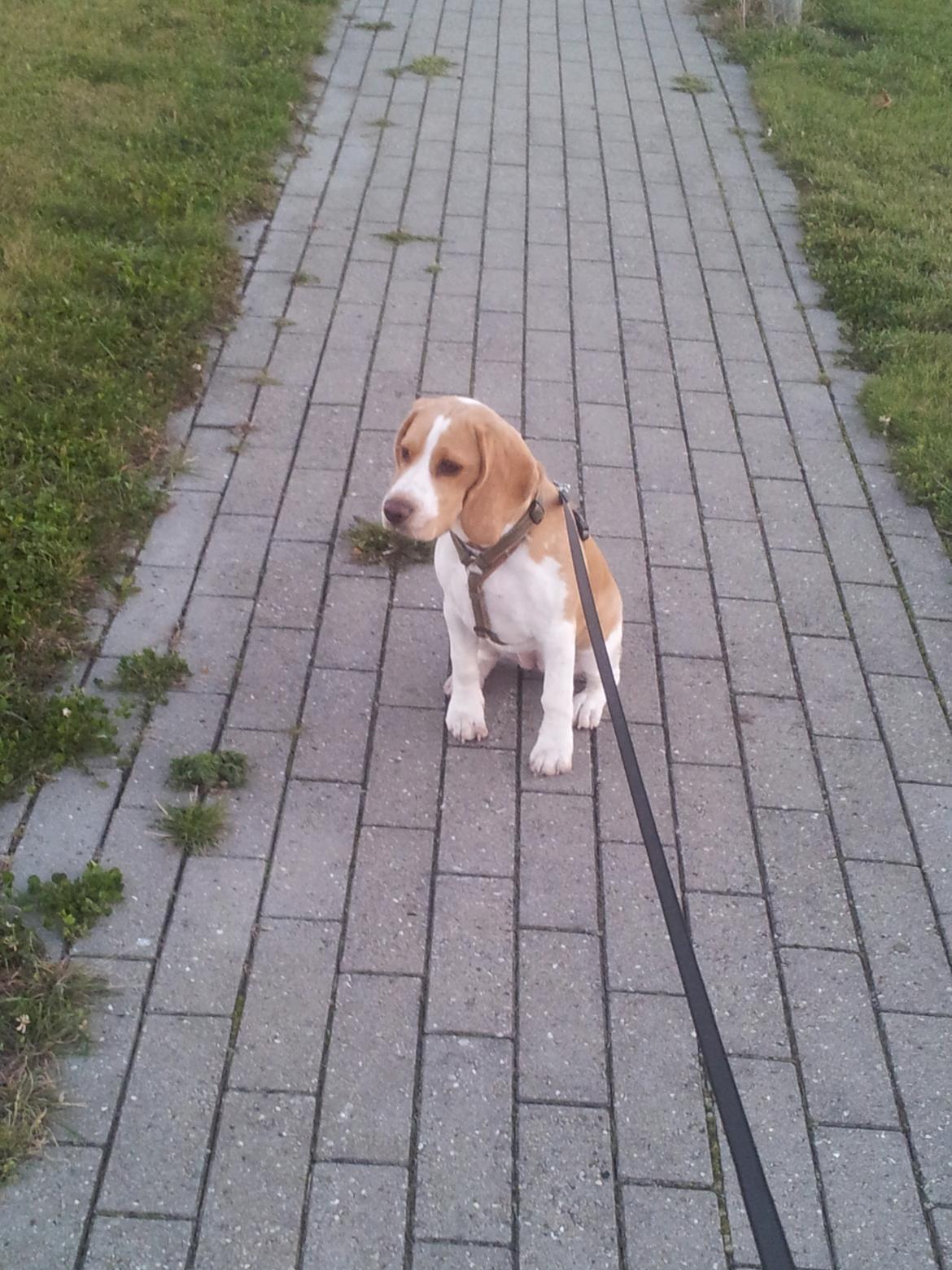 Beagle Luega - Luega på morgen-gå-tur billede 1