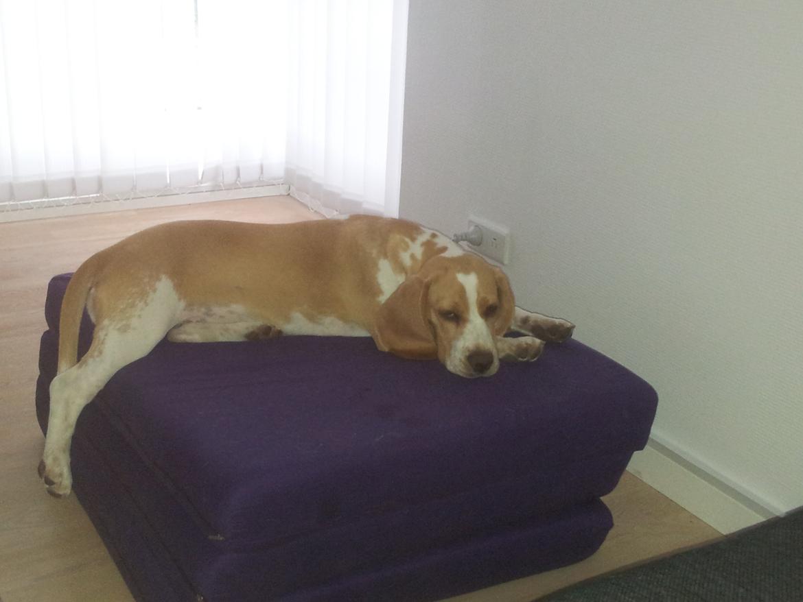 Beagle Luega billede 2