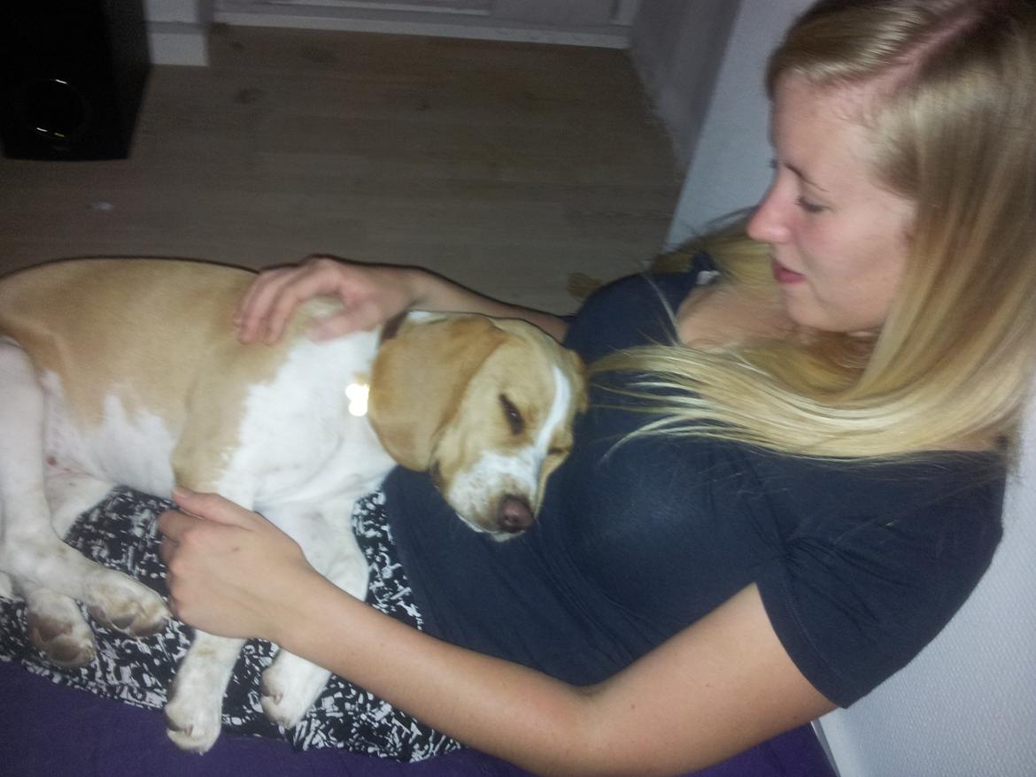 Beagle Luega - En rigtig puttehund :)  billede 3