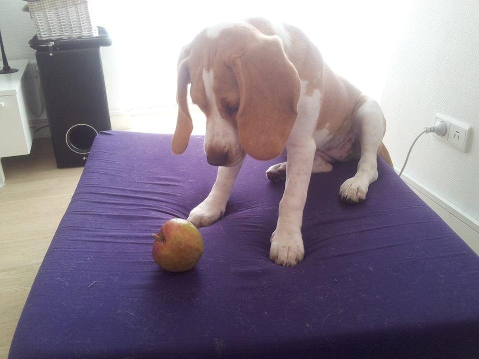 Beagle Luega billede 4
