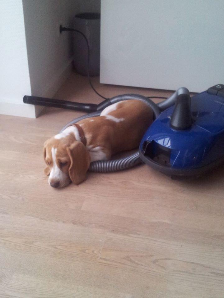 Beagle Luega billede 5