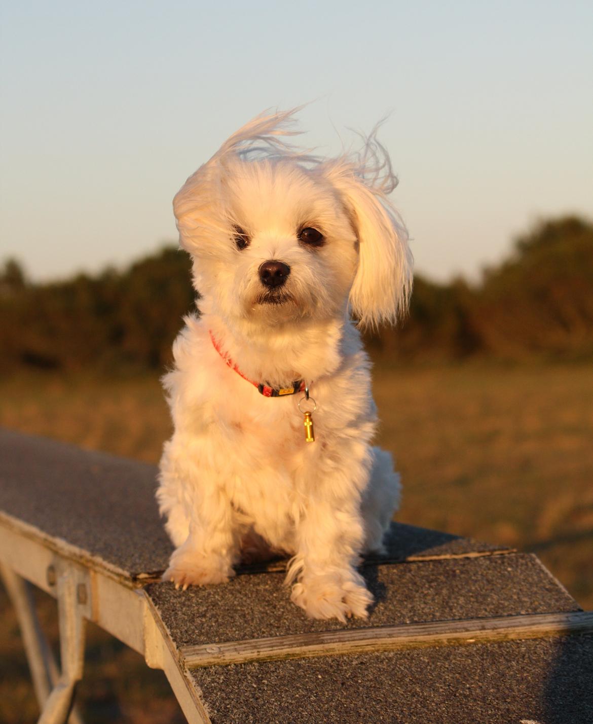 Malteser Cleo (15,5 år) - Cleo på agilitybanen - 4 år gammel billede 37