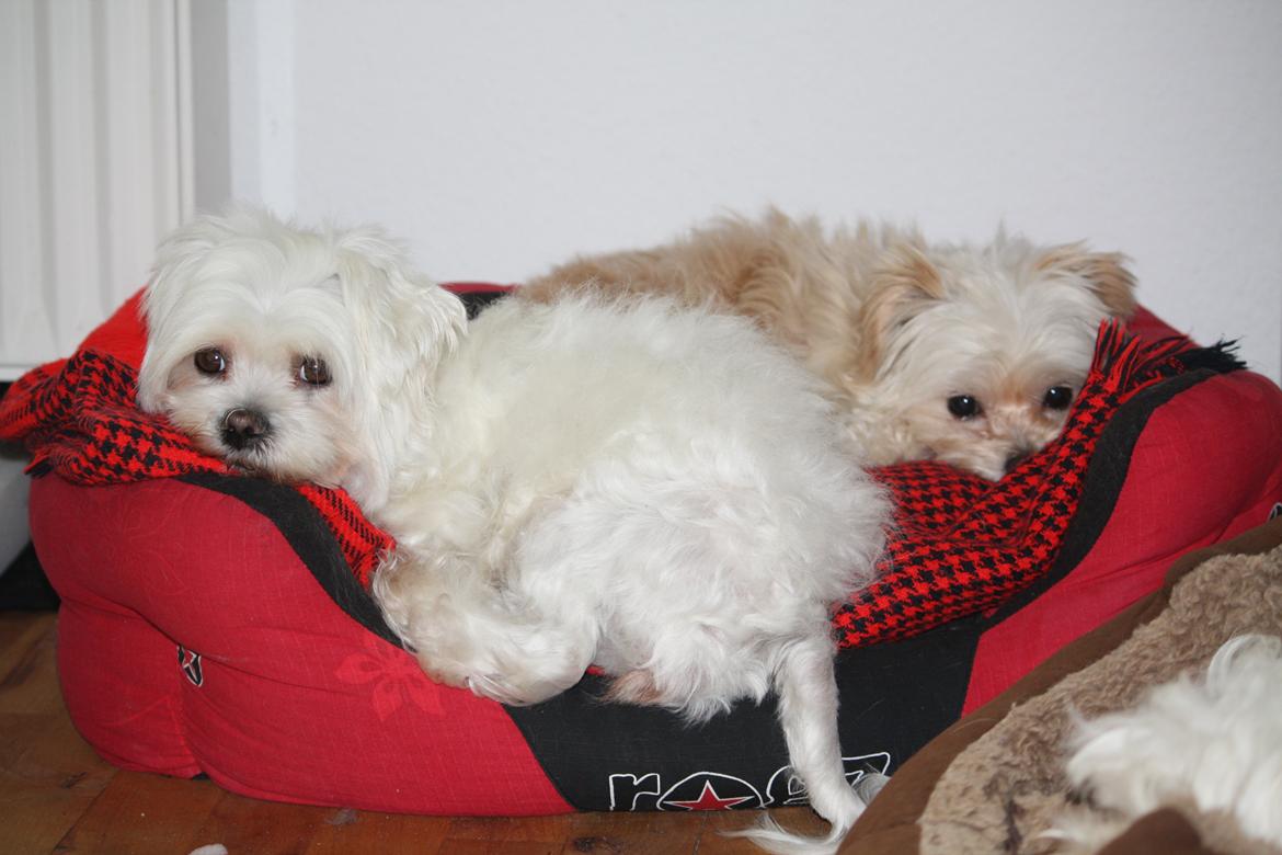 Malteser Carla billede 25