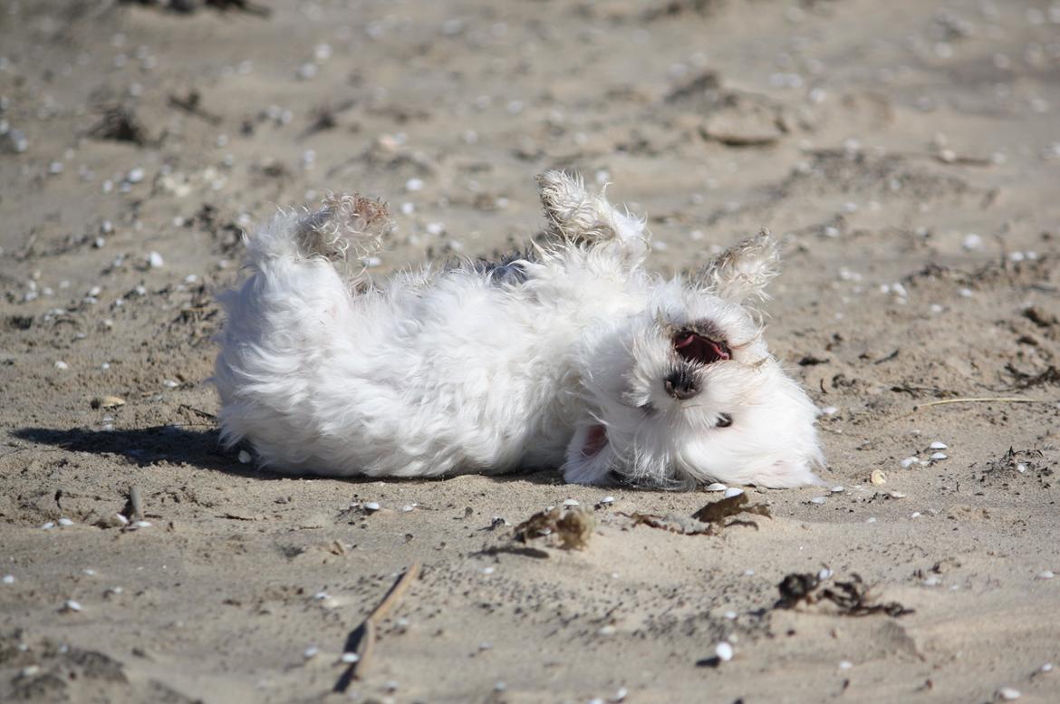 Malteser Carla billede 27