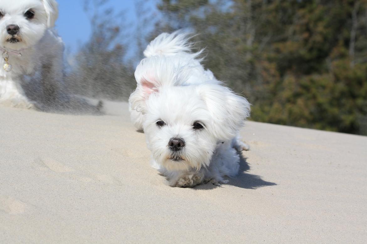 Malteser Carla billede 28