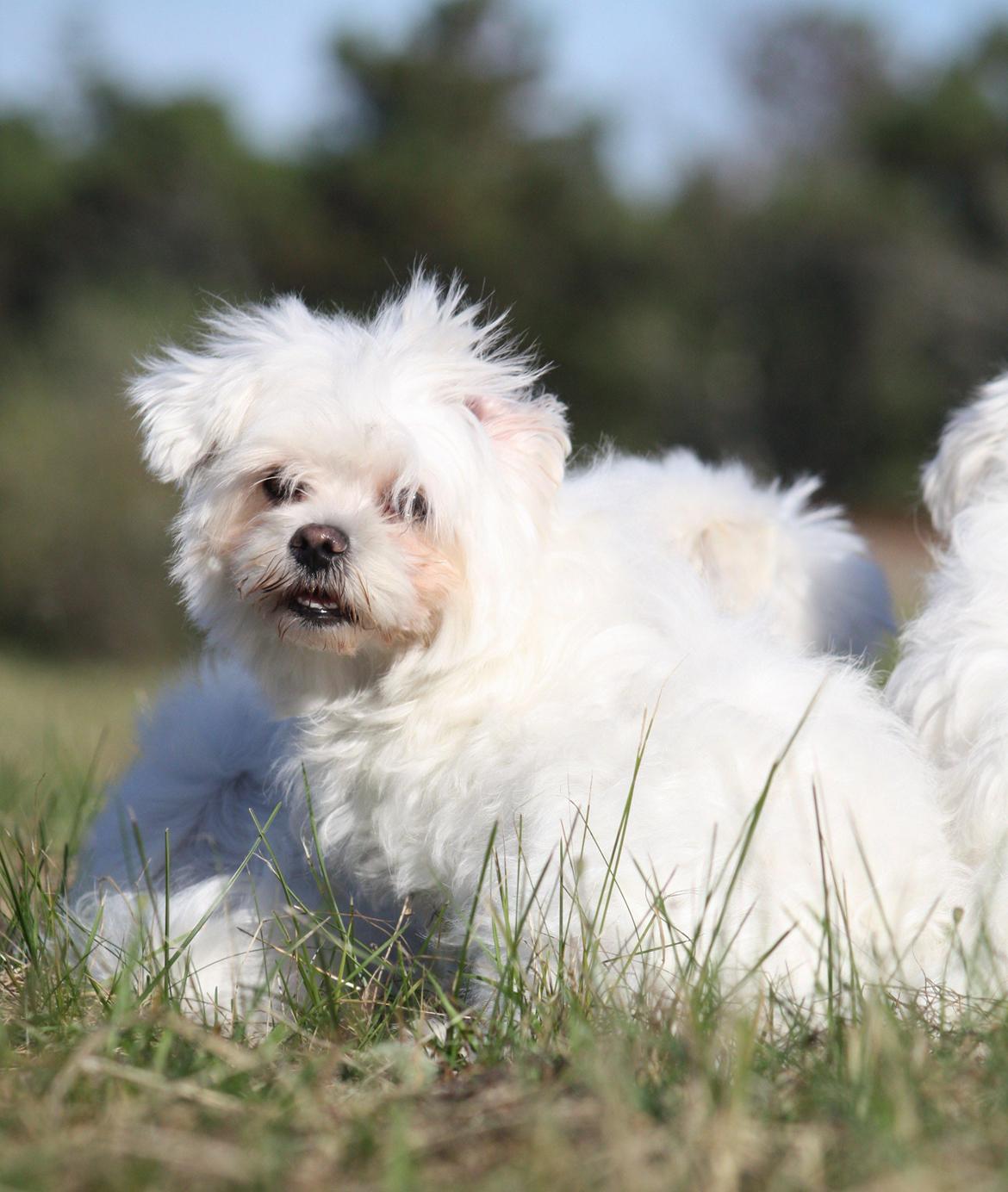 Malteser Carla billede 33