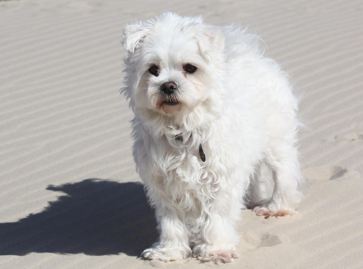 Malteser Carla billede 34