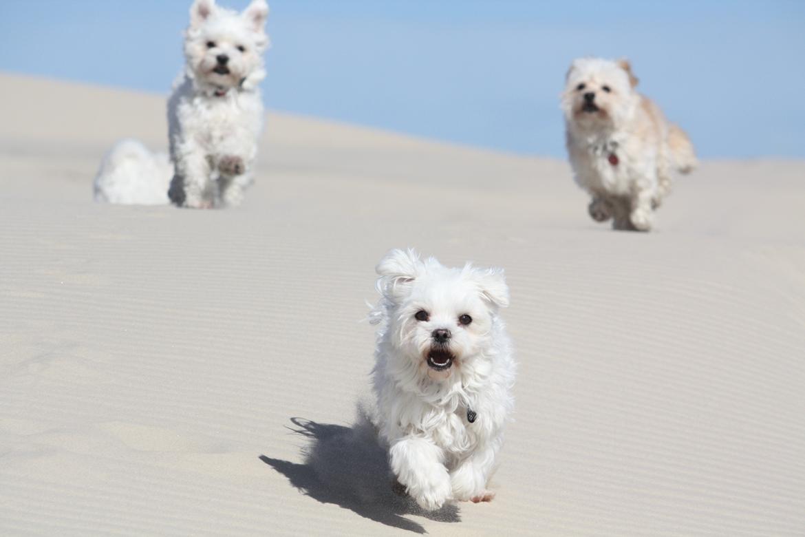 Malteser Carla billede 26