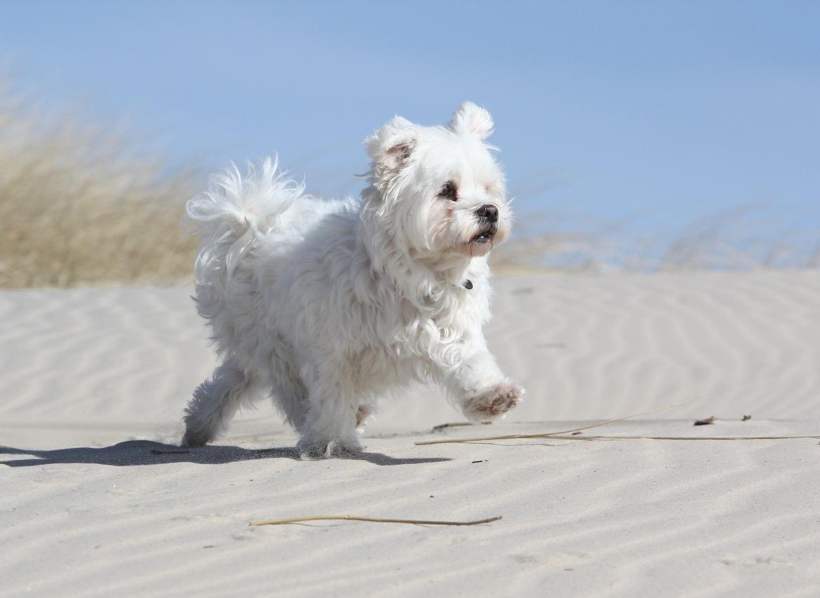 Malteser Carla billede 35