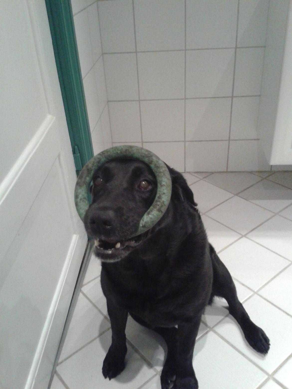 Labrador retriever Baxi billede 16