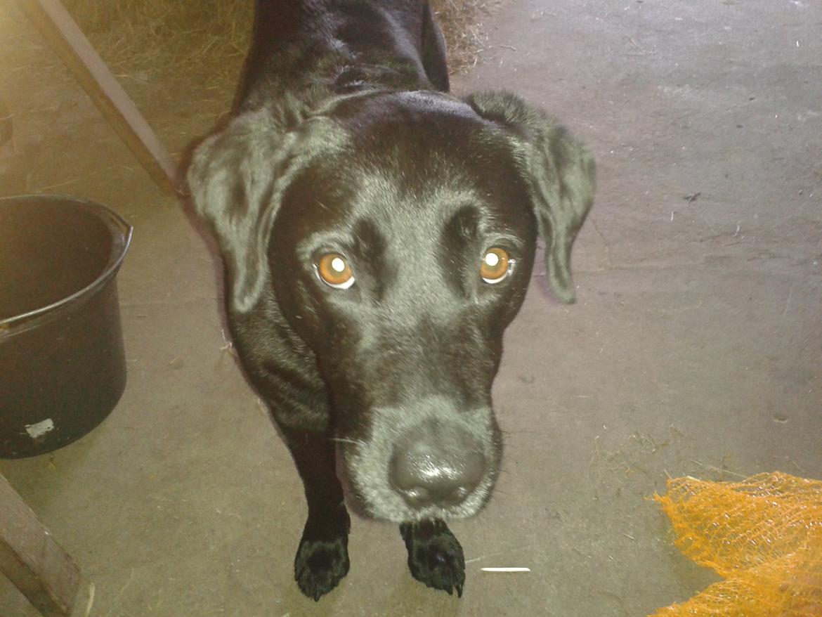 Labrador retriever Baxi billede 17