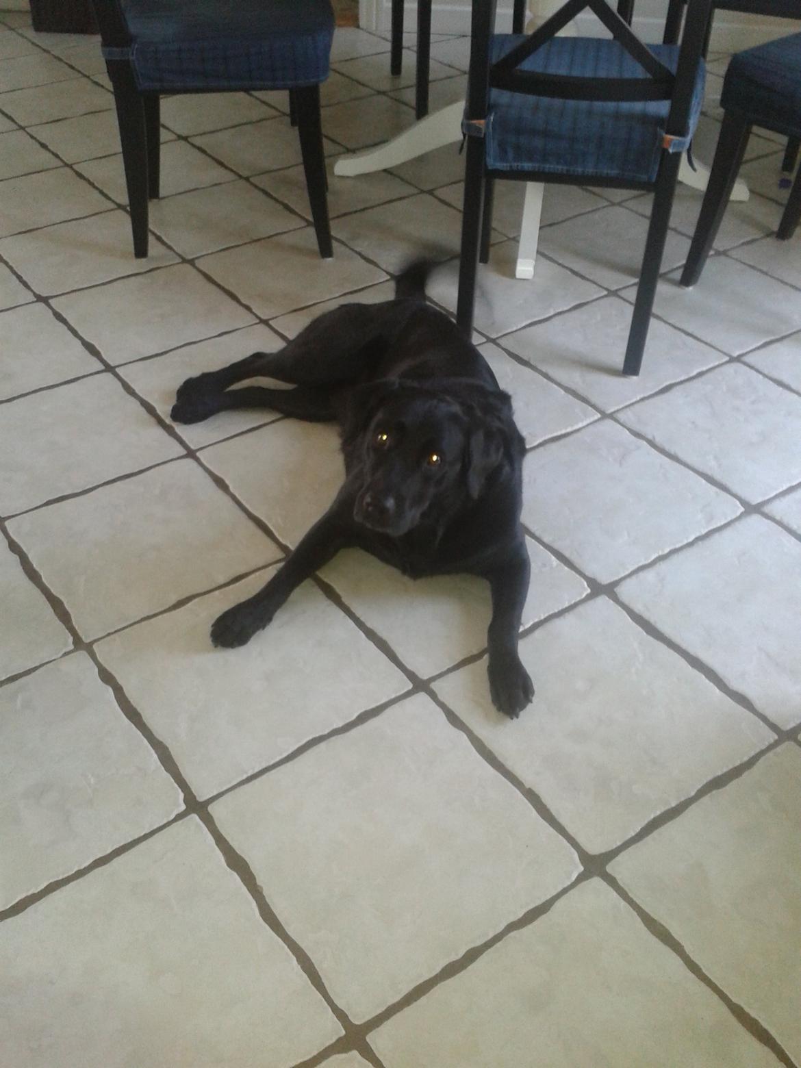 Labrador retriever Baxi billede 18