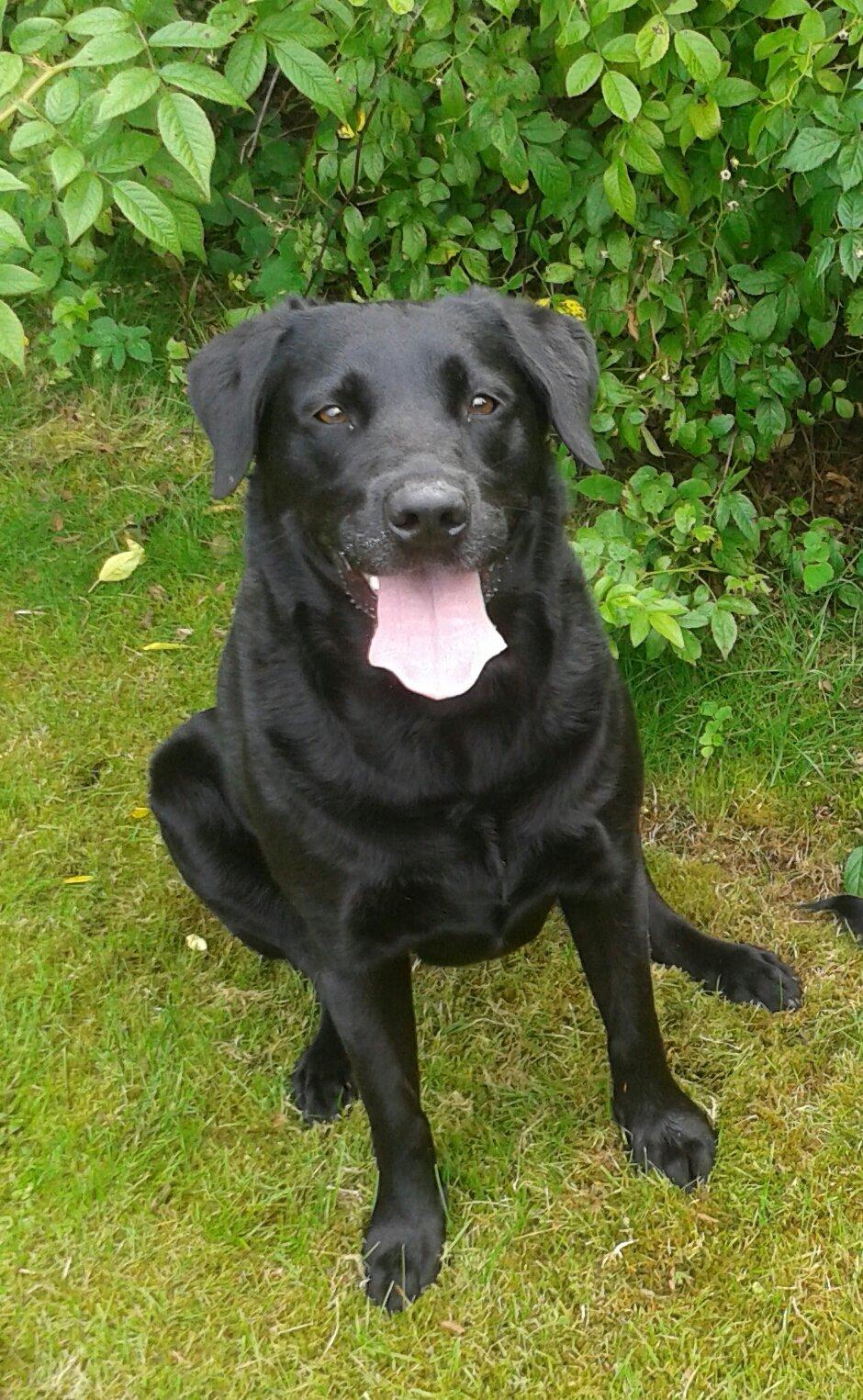 Labrador retriever Baxi billede 19