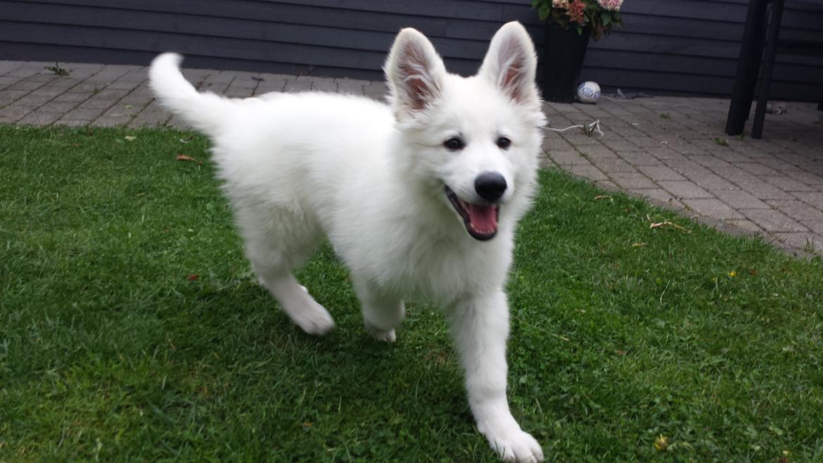 Hvid schæfer Kenzo billede 13