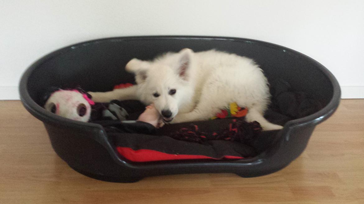 Hvid schæfer Kenzo billede 14