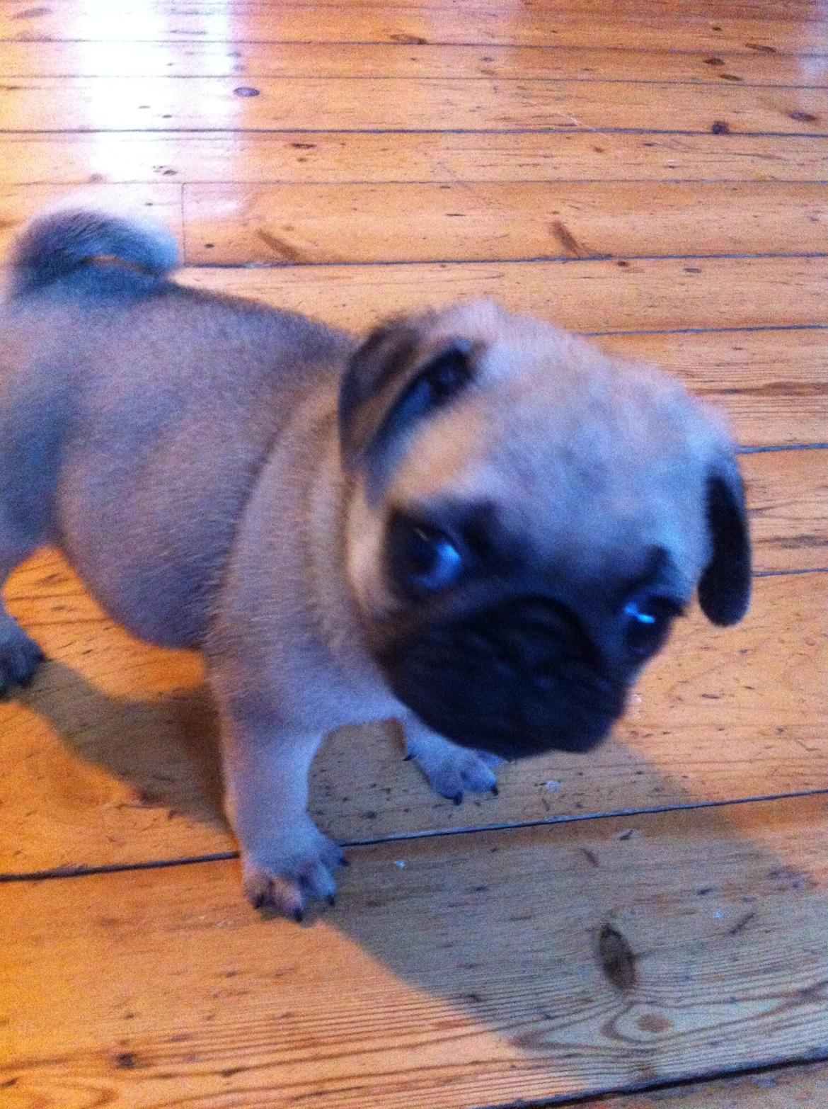 Mops Seloy Solist - Alfred    (Deler ham) billede 1