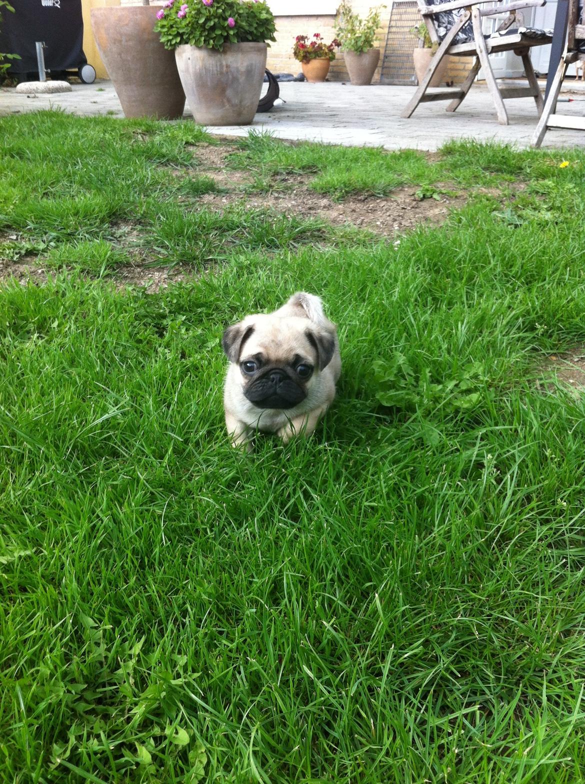 Mops Seloy Solist - Alfred    (Deler ham) billede 2