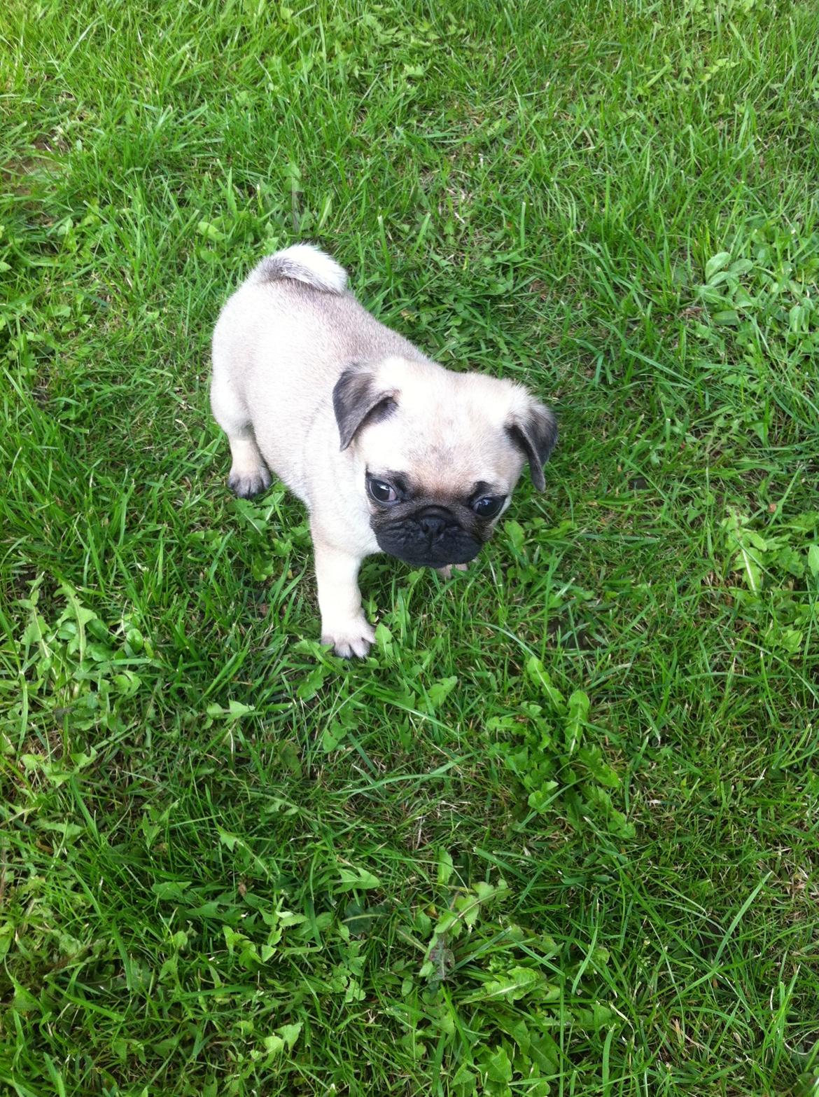 Mops Seloy Solist - Alfred    (Deler ham) billede 3