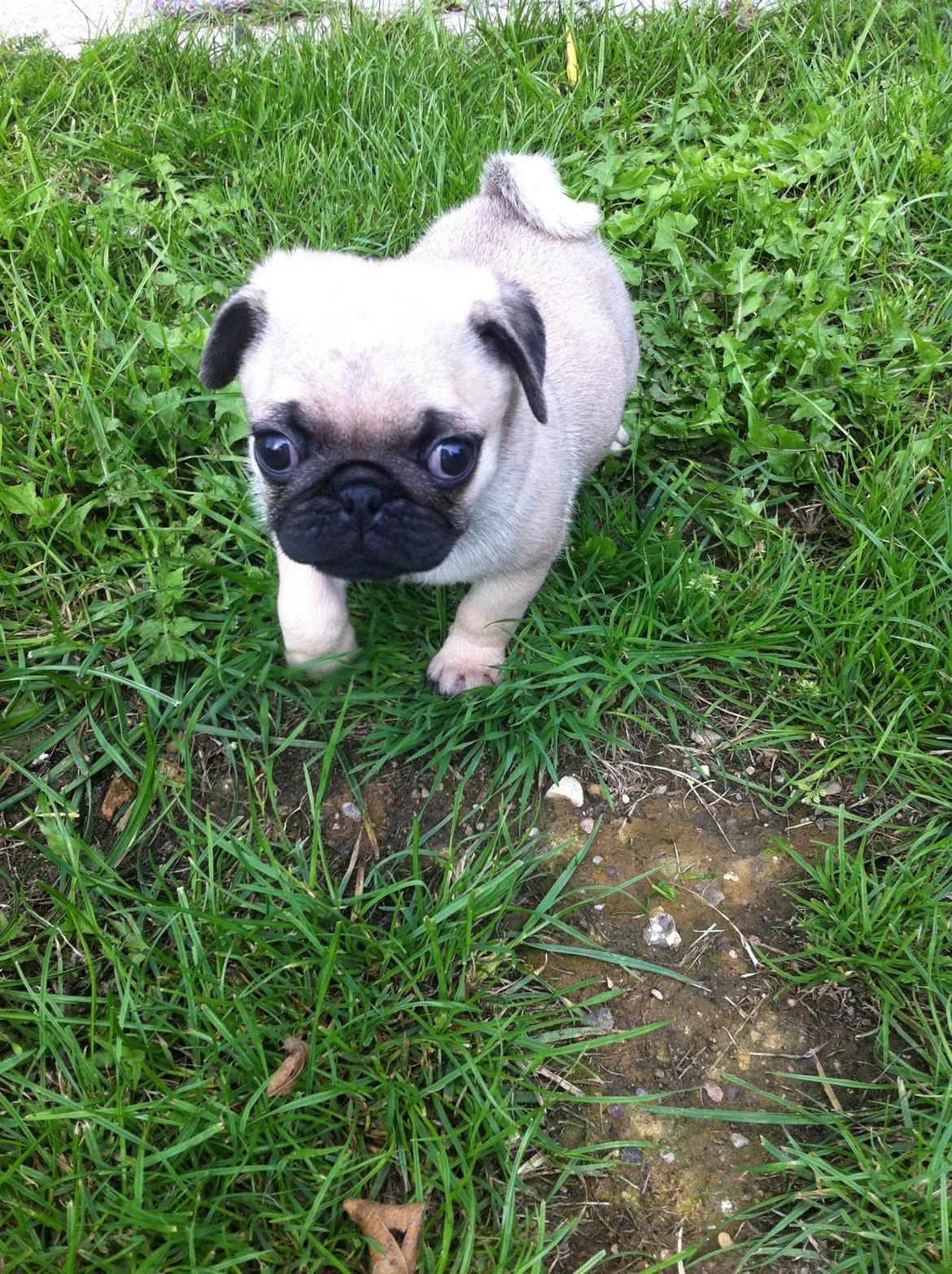 Mops Seloy Solist - Alfred    (Deler ham) billede 4