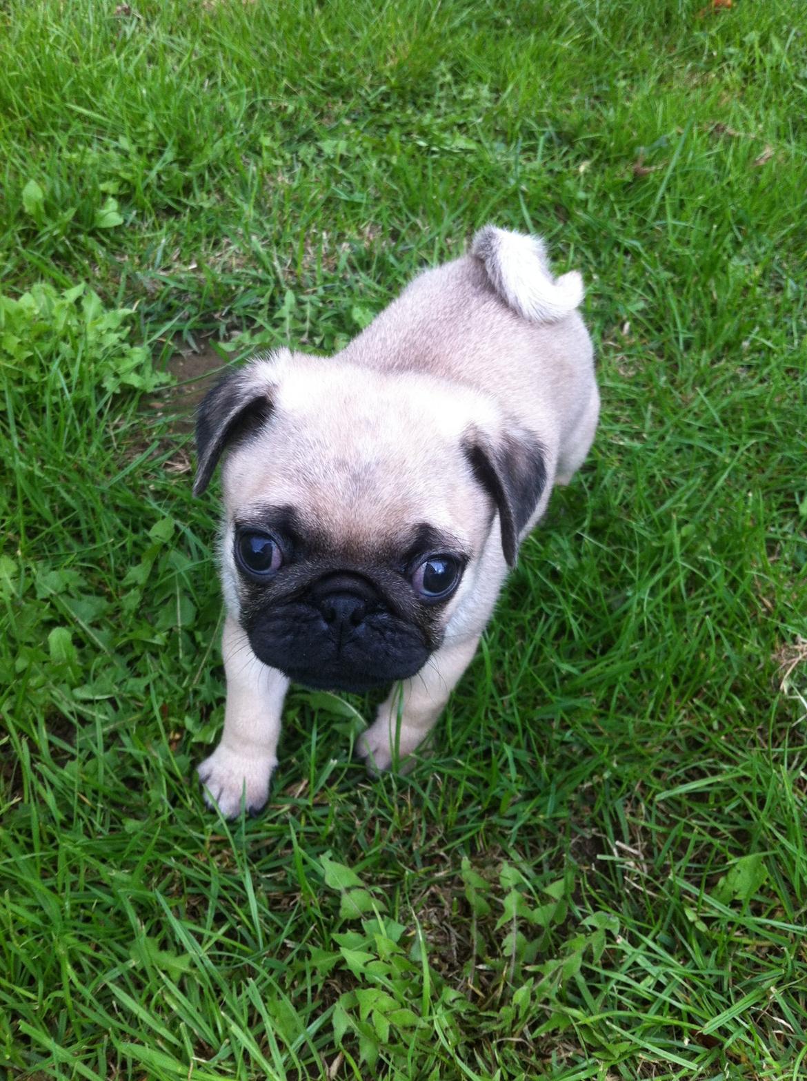 Mops Seloy Solist - Alfred    (Deler ham) billede 5