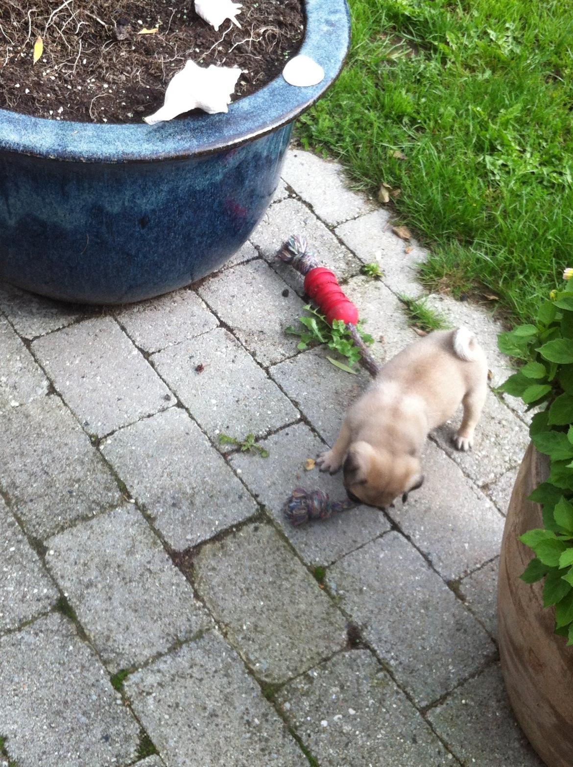 Mops Seloy Solist - Alfred    (Deler ham) billede 6