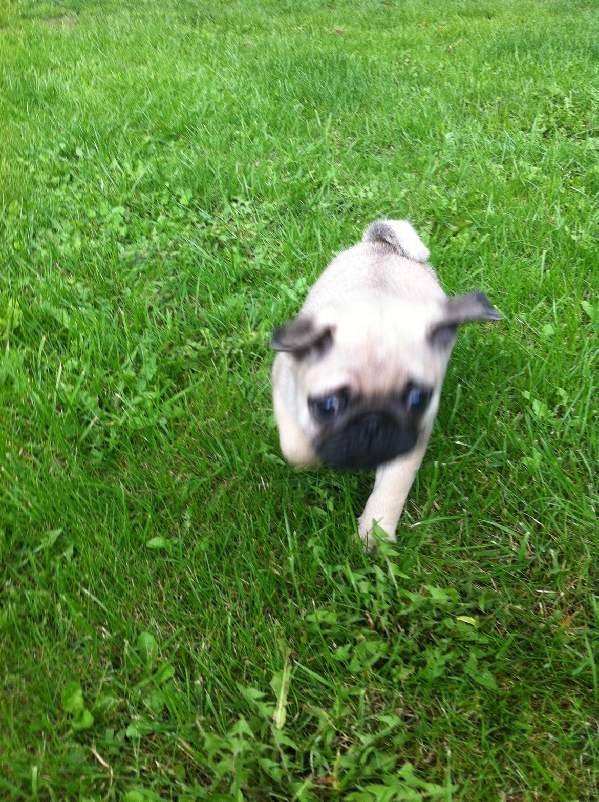 Mops Seloy Solist - Alfred    (Deler ham) billede 7