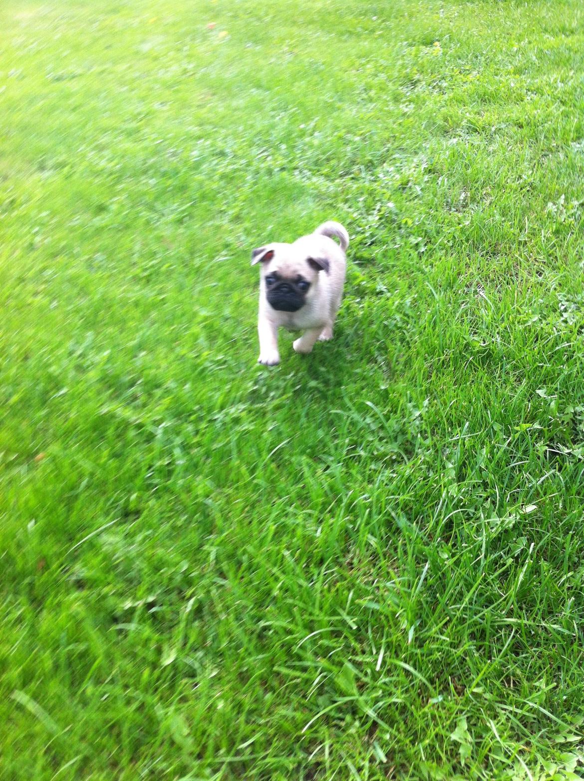 Mops Seloy Solist - Alfred    (Deler ham) billede 8