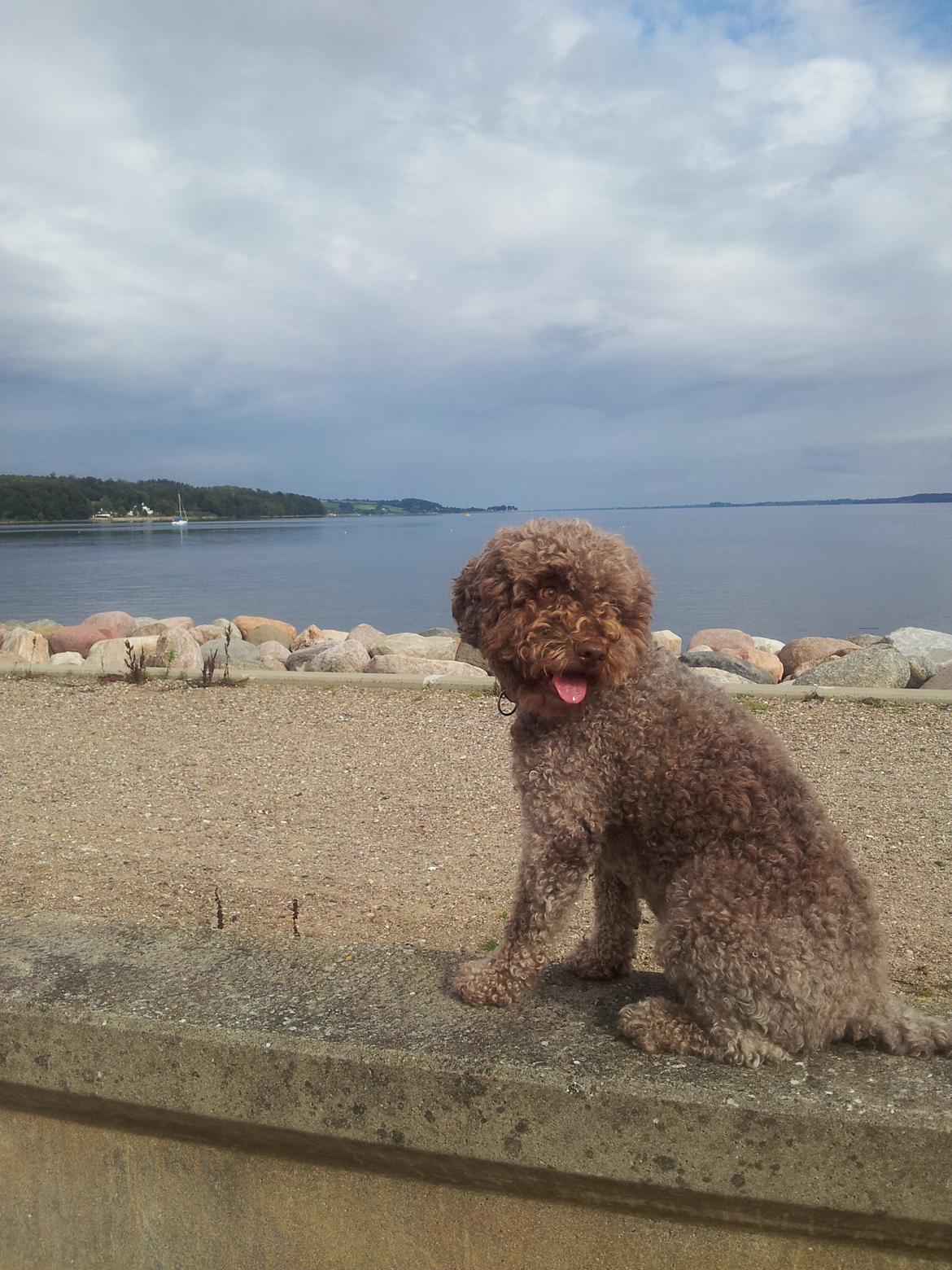 Lagotto romagnolo Chilli, Angeli mia - Tæve fra 2009 billede 2