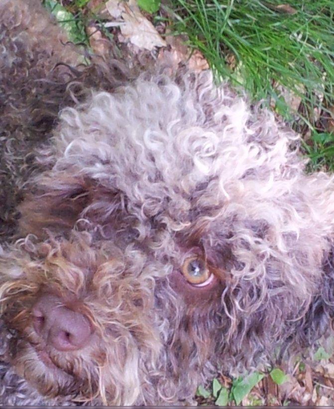 Lagotto romagnolo Chilli, Angeli mia - Min dejlige Lagotto Romagnolo tæve billede 1