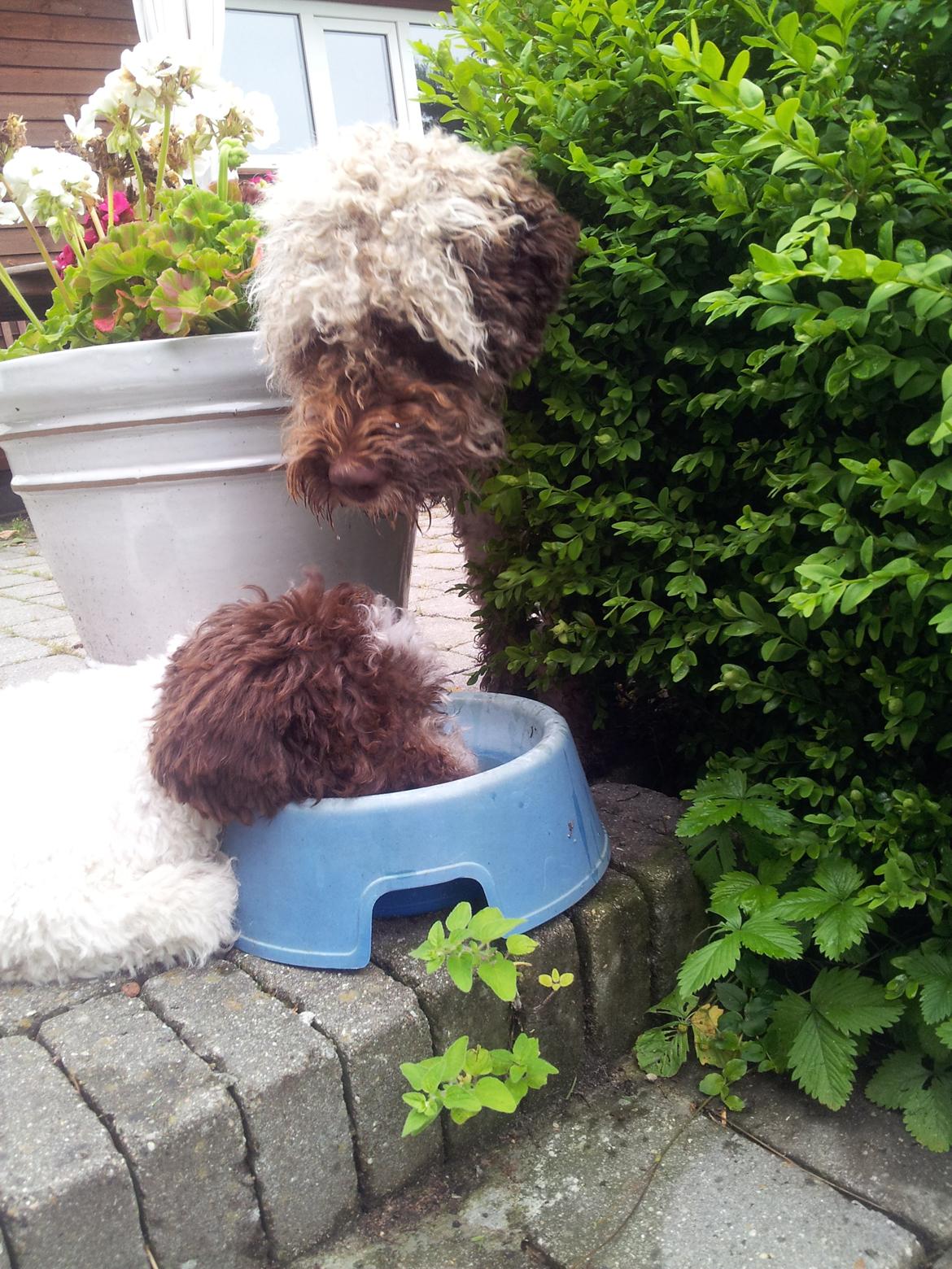 Lagotto romagnolo Chilli, Angeli mia - Hej bette skid....hvornår er det min tur? billede 6