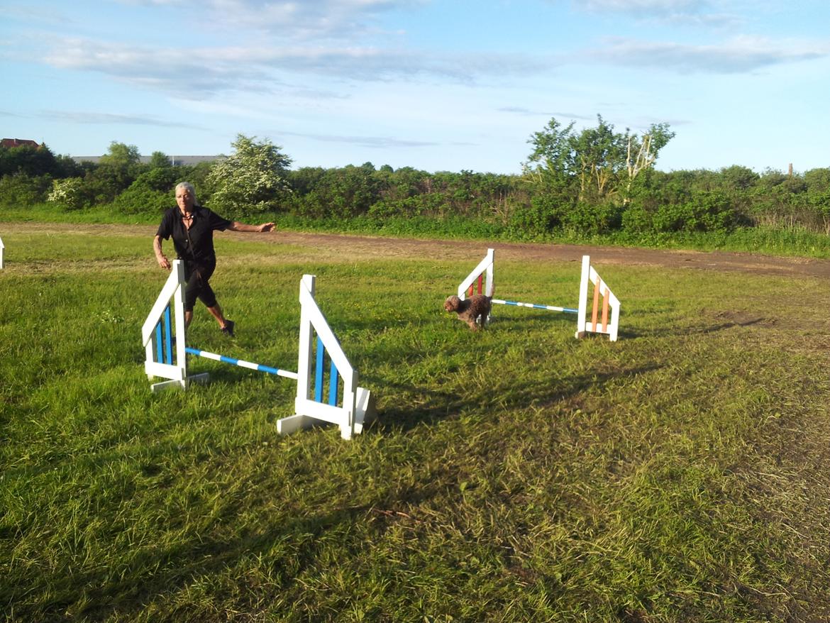 Lagotto romagnolo Chilli, Angeli mia billede 3