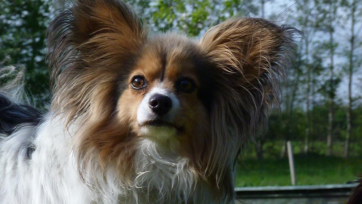 Papillon Vaks (den mad glade lort) billede 24