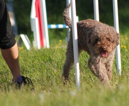 Lagotto romagnolo Chilli, Angeli mia billede 4