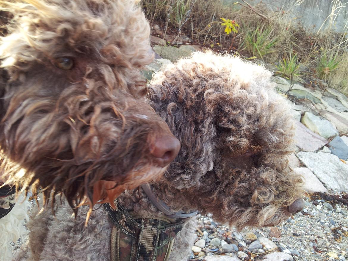 Lagotto romagnolo Chilli, Angeli mia billede 5