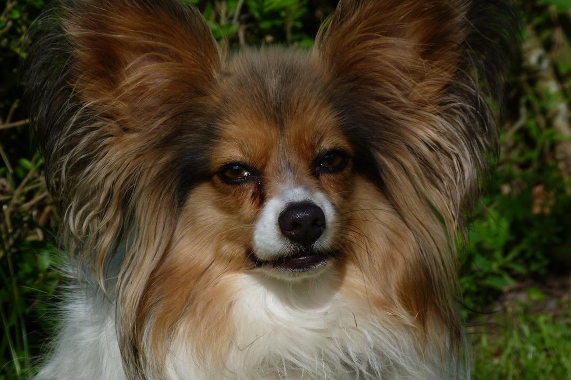 Papillon Vaks (den mad glade lort) billede 25