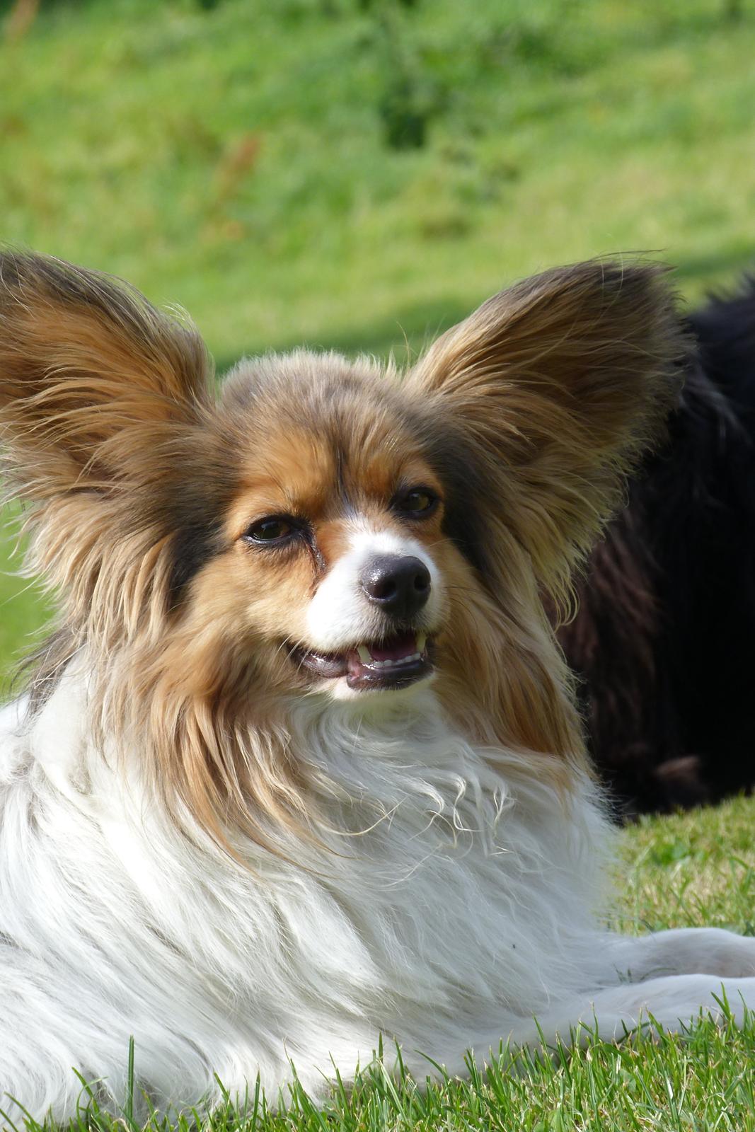 Papillon Vaks (den mad glade lort) billede 27