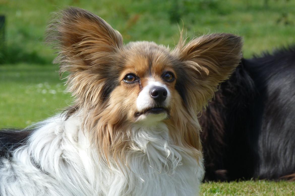Papillon Vaks (den mad glade lort) billede 28