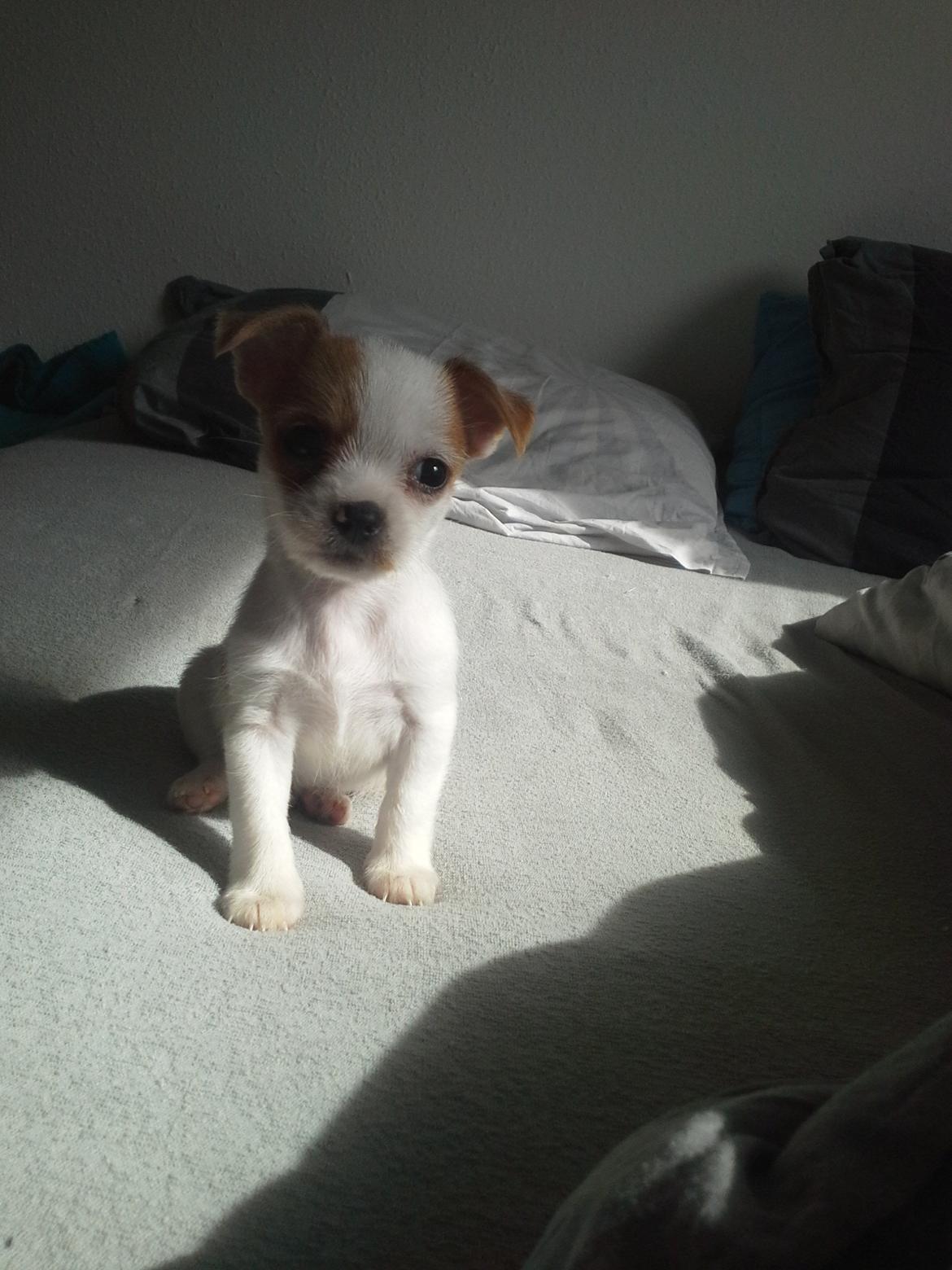 Blanding af racer Coby - min lille prins <3 billede 2