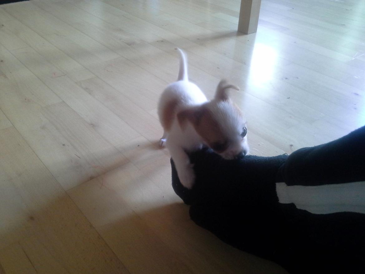 Blanding af racer Coby - elsker at lege med fars fødder :D  billede 3