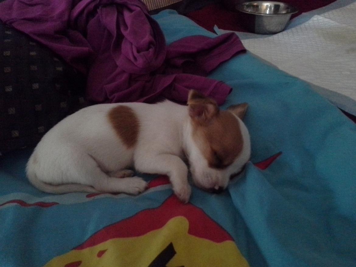 Blanding af racer Coby - zzzz. <3 billede 4