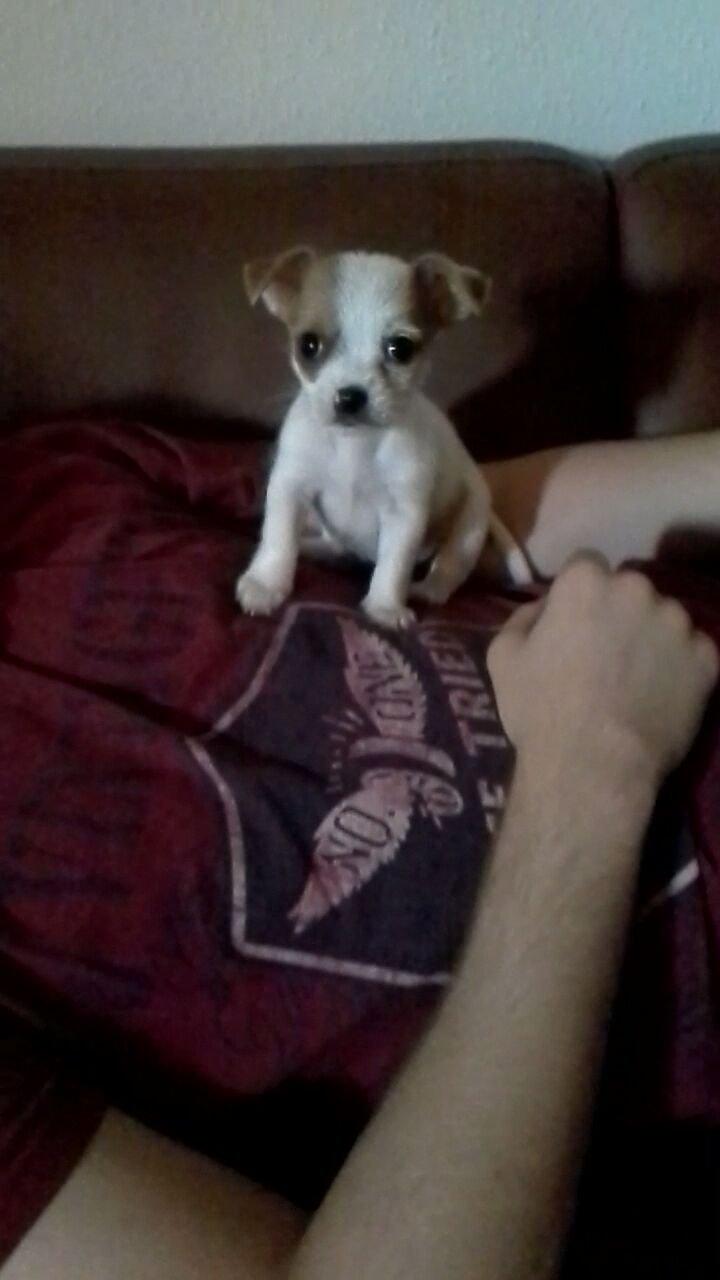 Blanding af racer Coby - sidder fint på far:)  billede 5