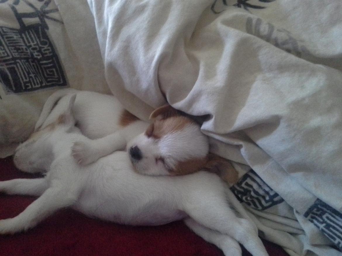 Blanding af racer Coby - man ligger godt på sin søster ;) <3 billede 6