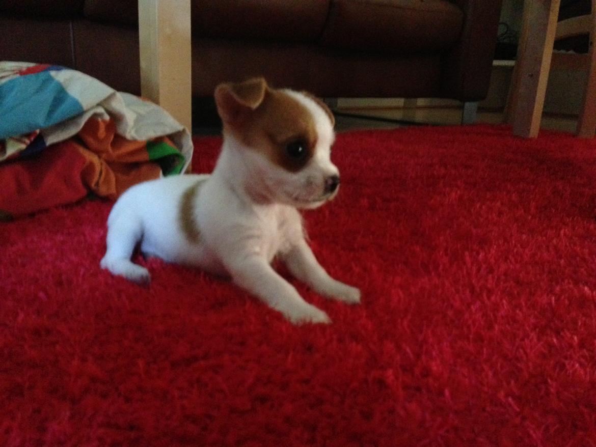 Blanding af racer Coby billede 7