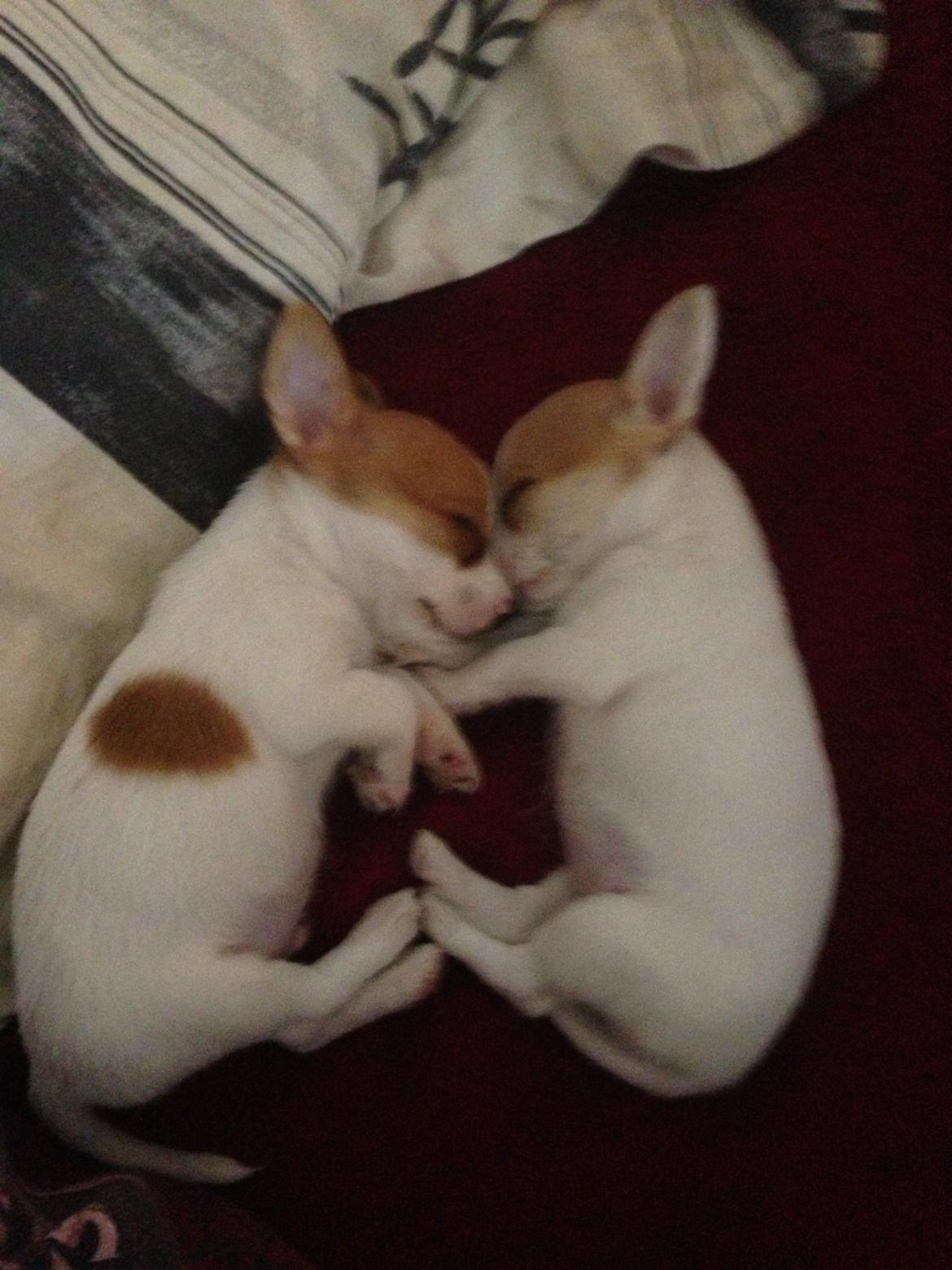 Blanding af racer Coby - bror & søster<3 billede 8