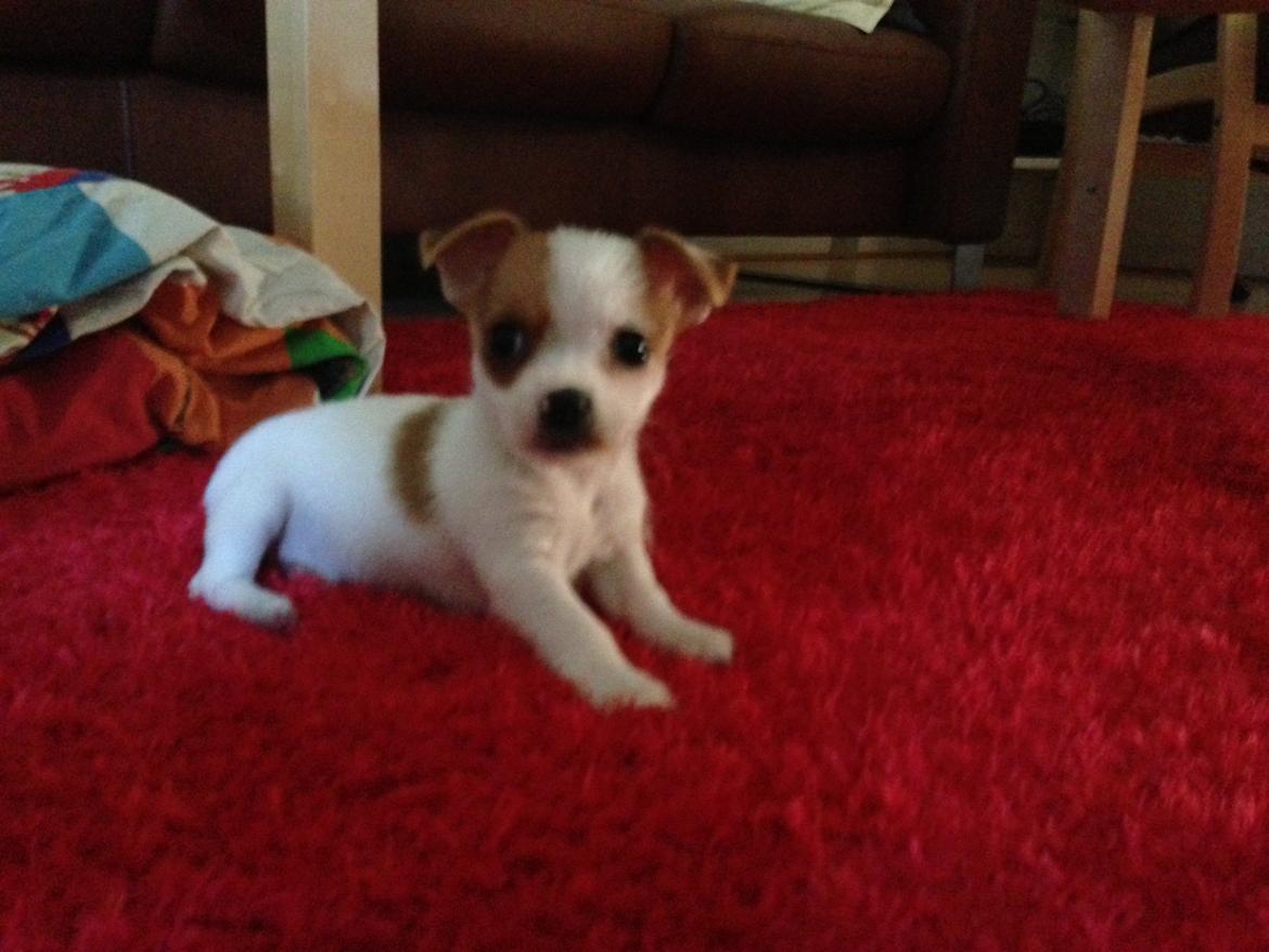 Blanding af racer Coby - Min lille ballademager<3 billede 1