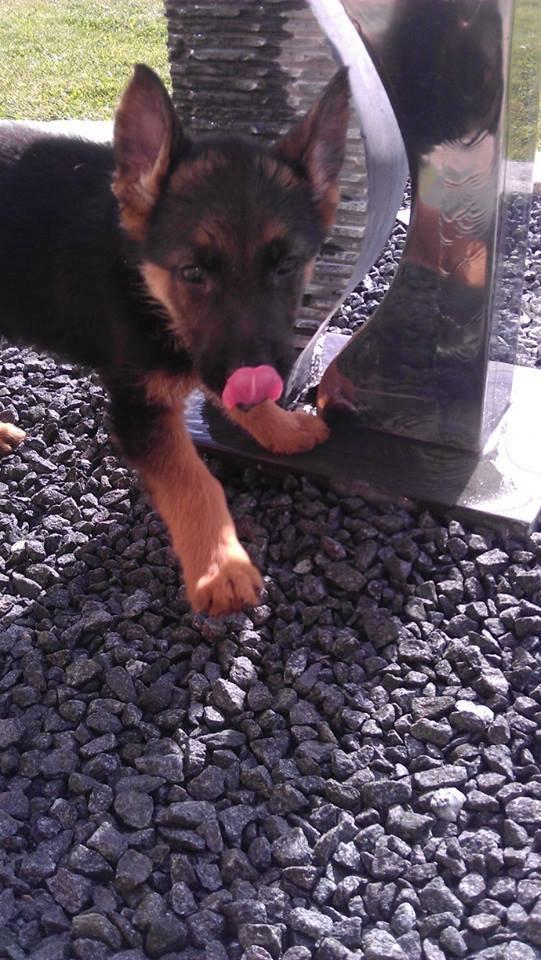 Schæferhund Wildmarkens Kenya billede 2